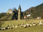 Falkenstein mit Schafen